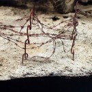 AK-Interactive Terrains Dry Ground 250ml (8015) thumbnail